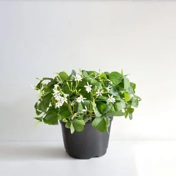 Shamrock