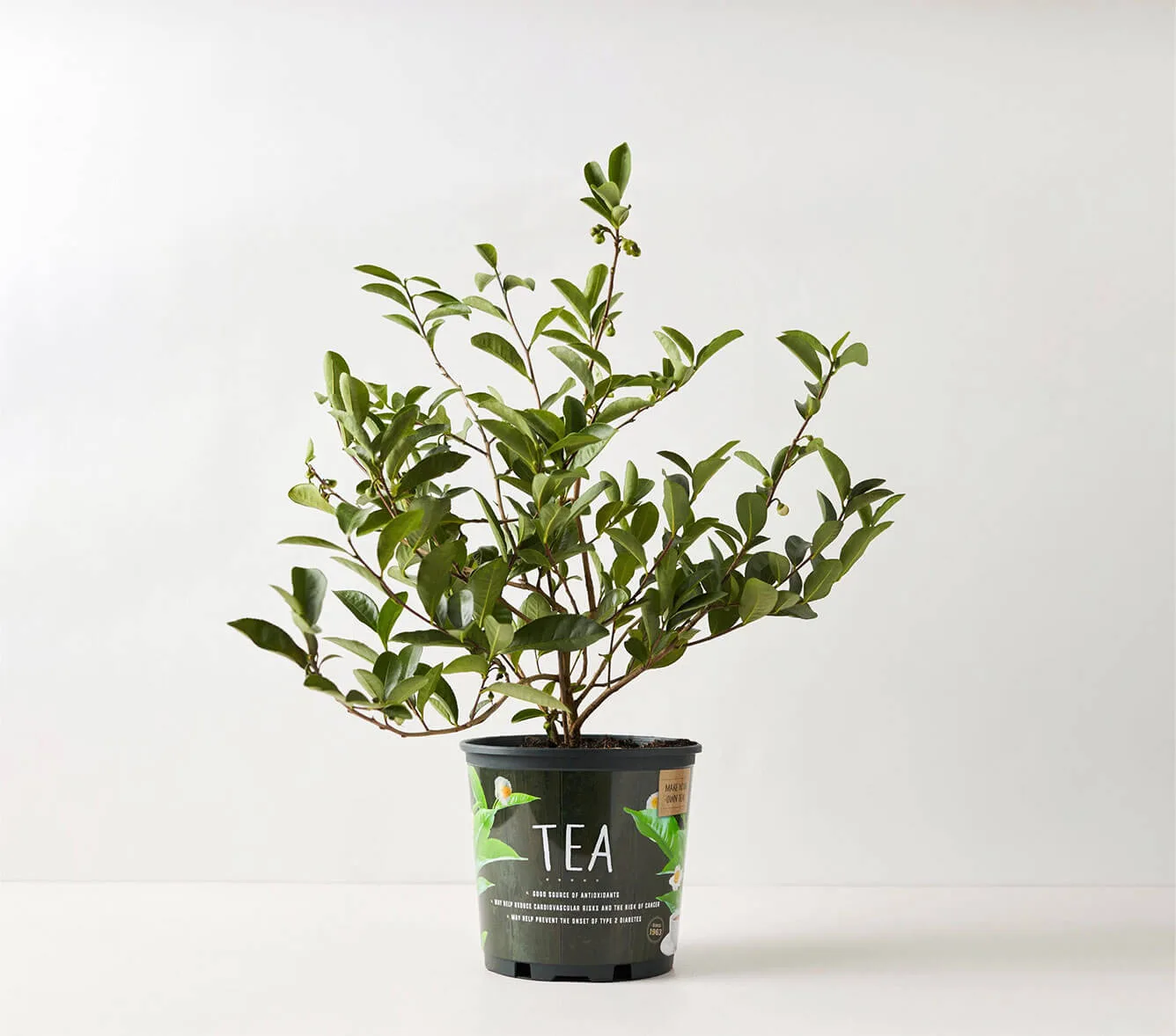 Tea Plant (Camellia sinensis)