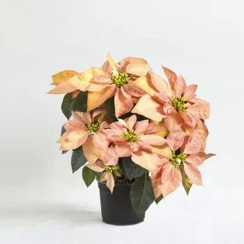 Viking Cinnamon Poinsettia