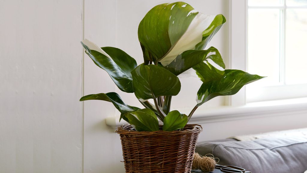 White Philodendron